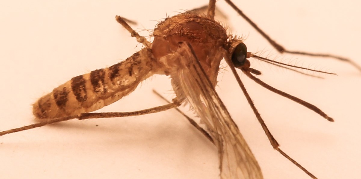 London Underground Mosquito